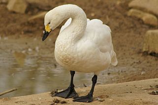 Cygnus columbianus - Zwergschwan (Pfeifschwan)